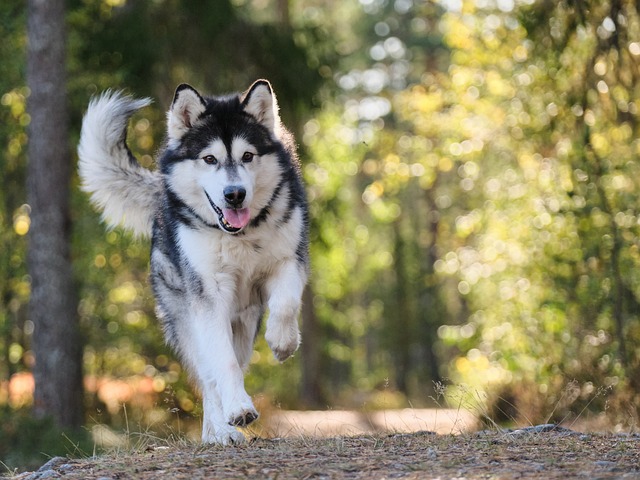 De kracht van Probiotica voor de gezondheid van je hond