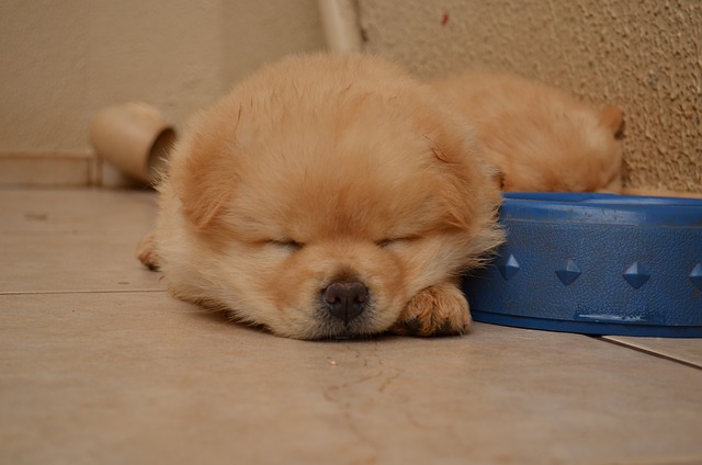 De charme van de chowchow: een trouwe metgezel met een leeuwenhart