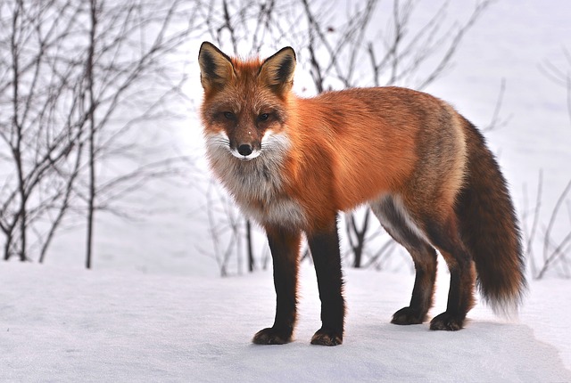 Ontdek de fascinerende wereld van dieren via animalfun.be